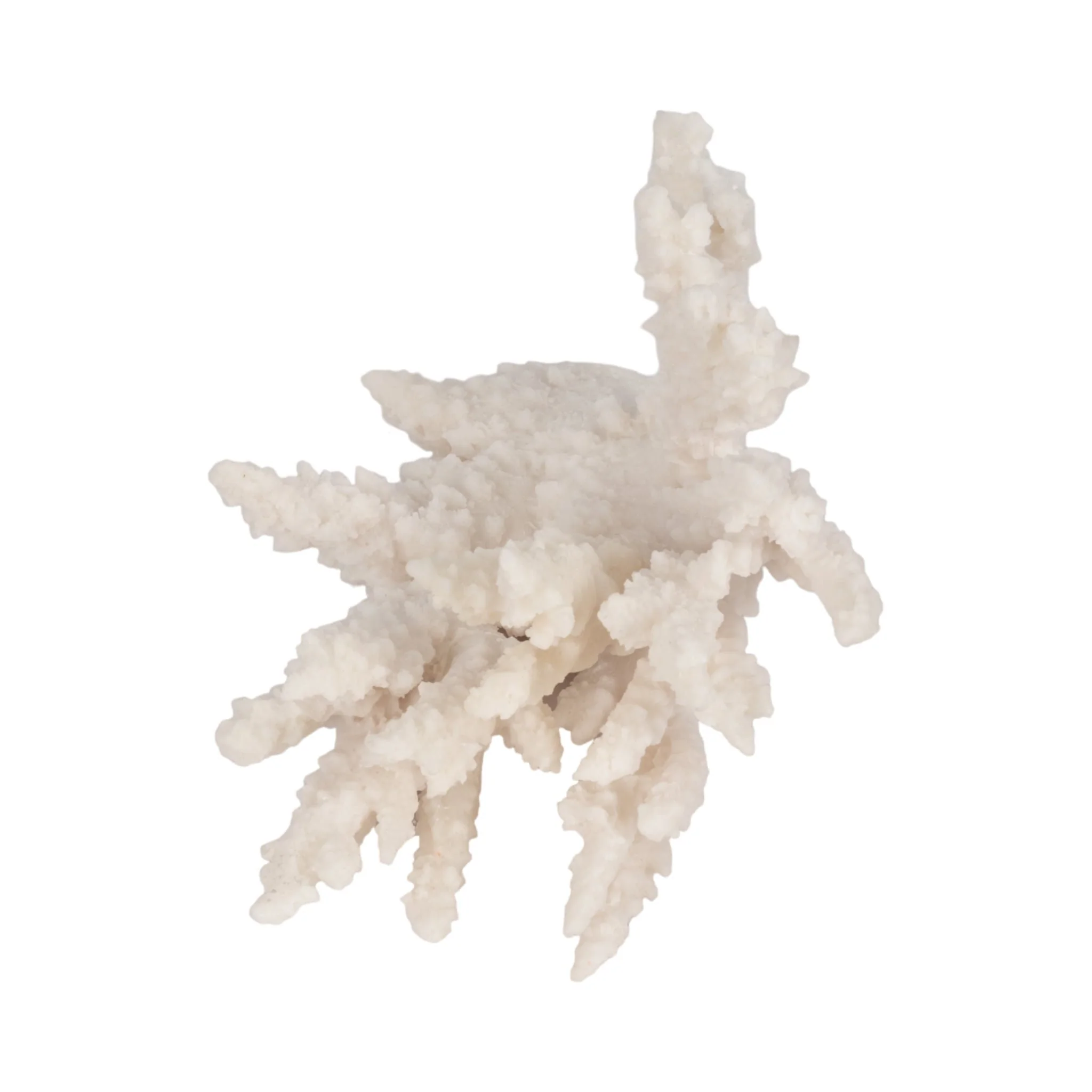 10" Coral Reef Decor, White - Image 7