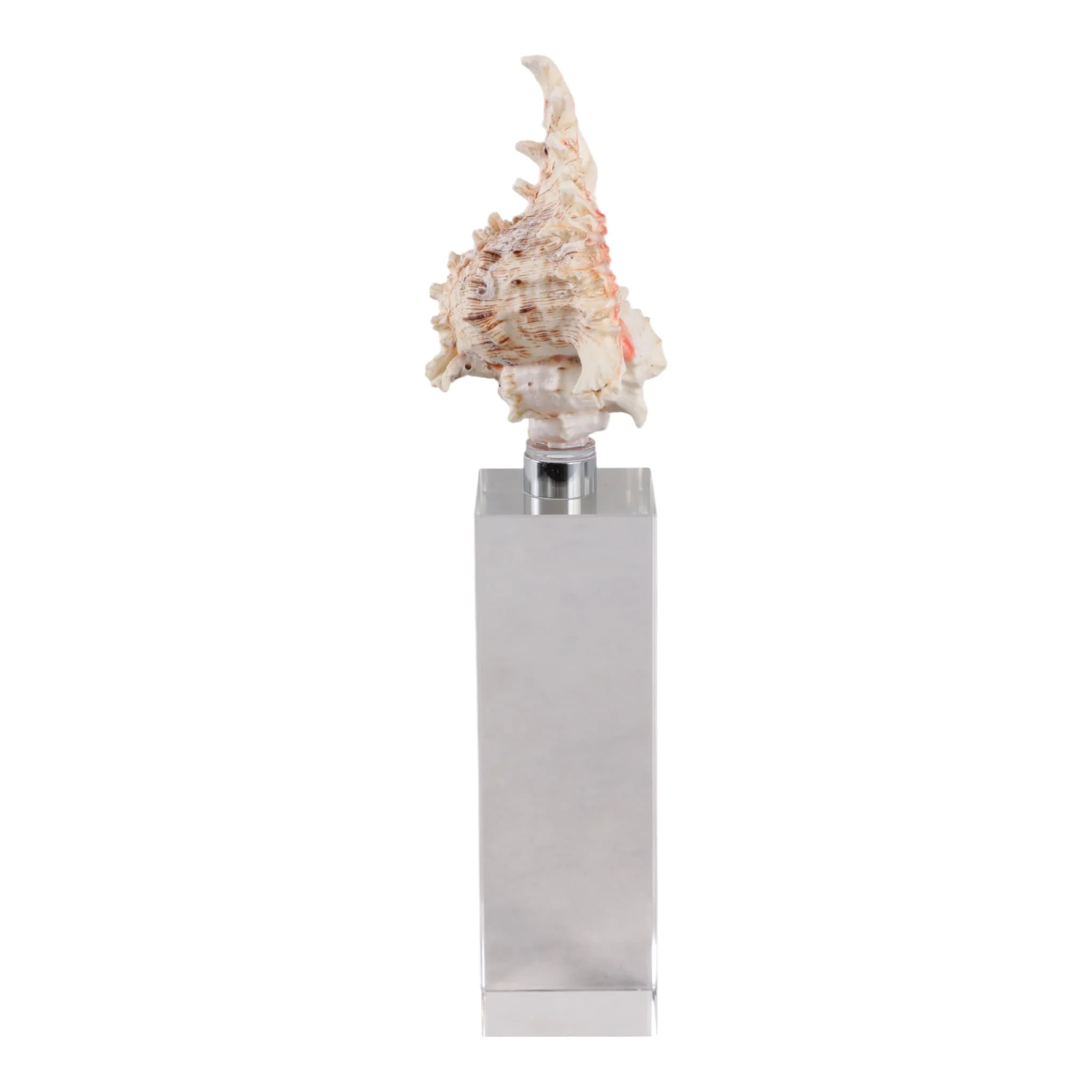 10x2" Shell On Crystal Base, Ivory/ Clear - Image 3
