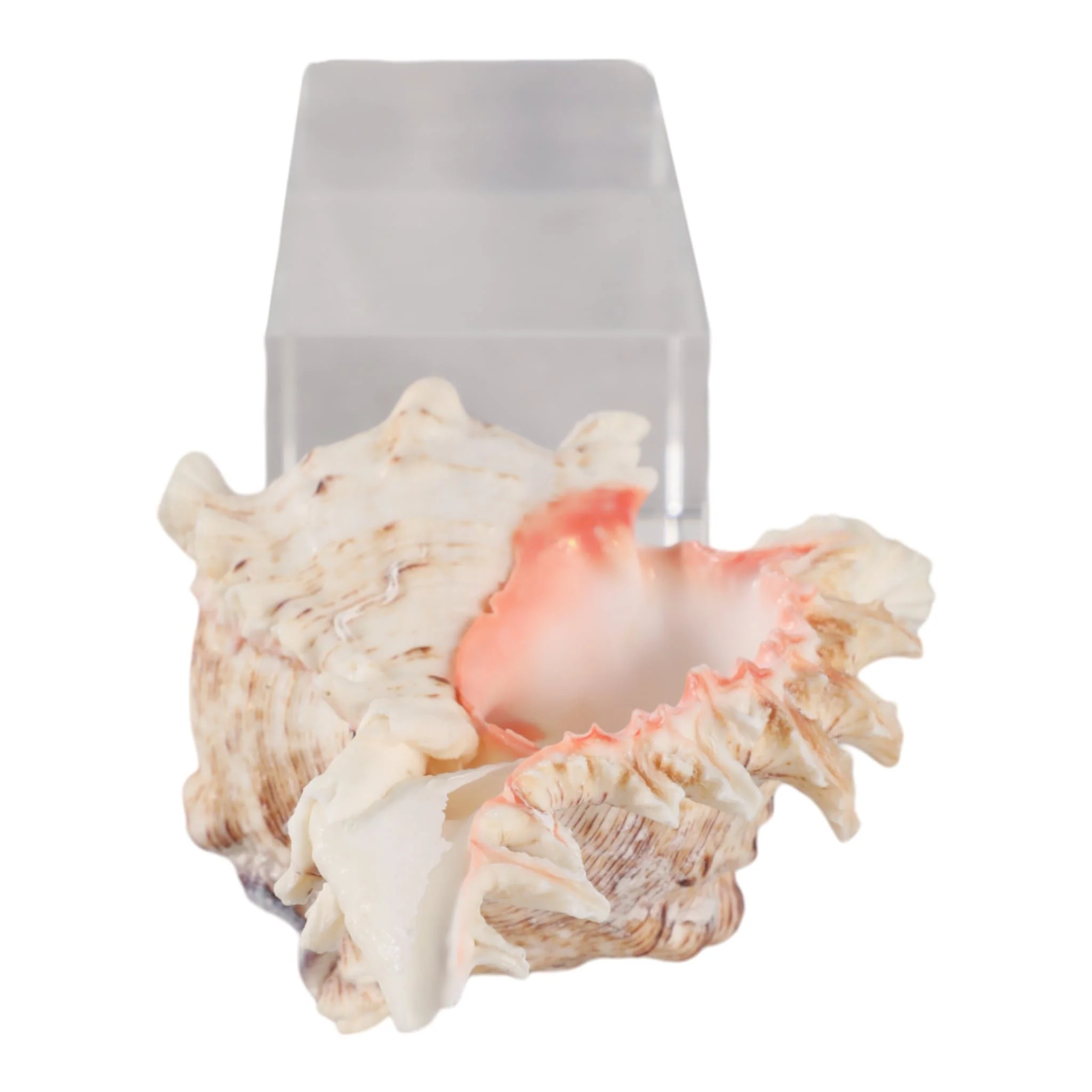 10x2" Shell On Crystal Base, Ivory/ Clear - Image 6