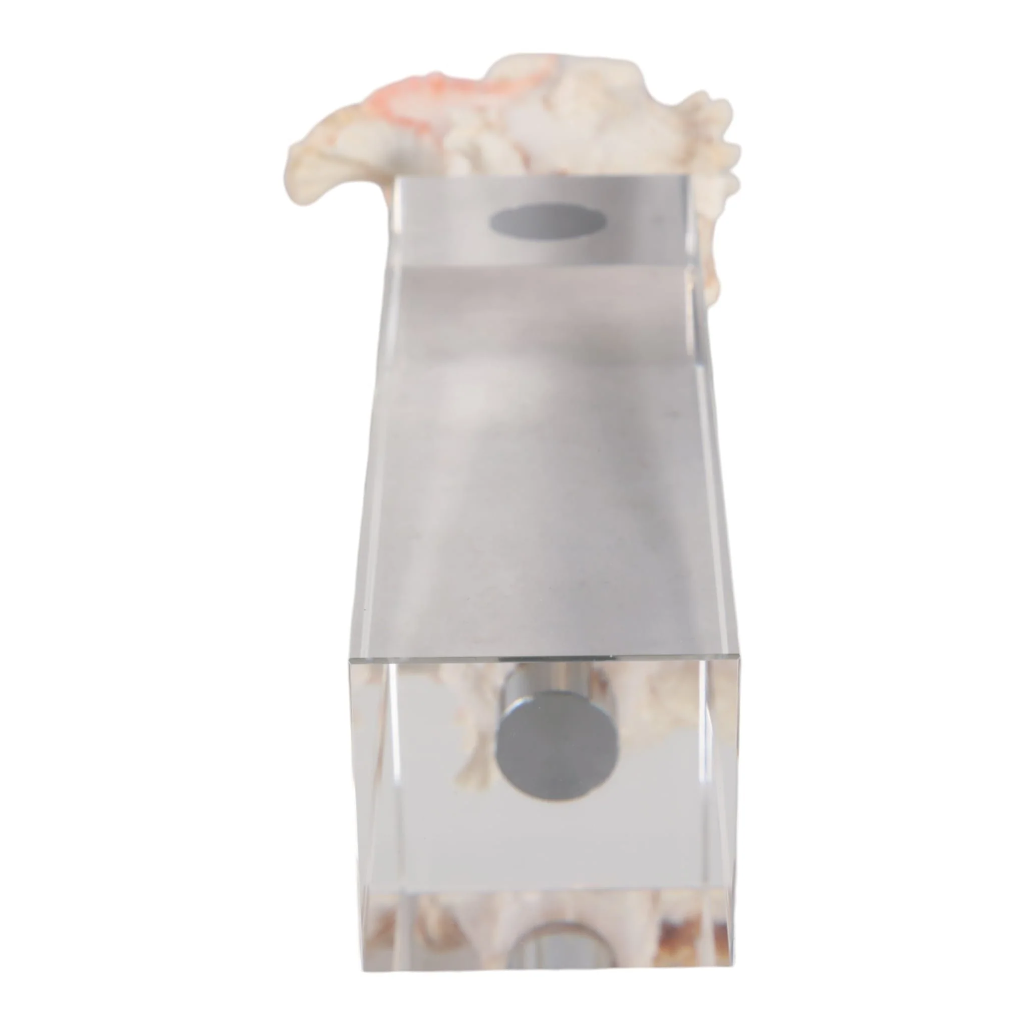 10x2" Shell On Crystal Base, Ivory/ Clear - Image 7