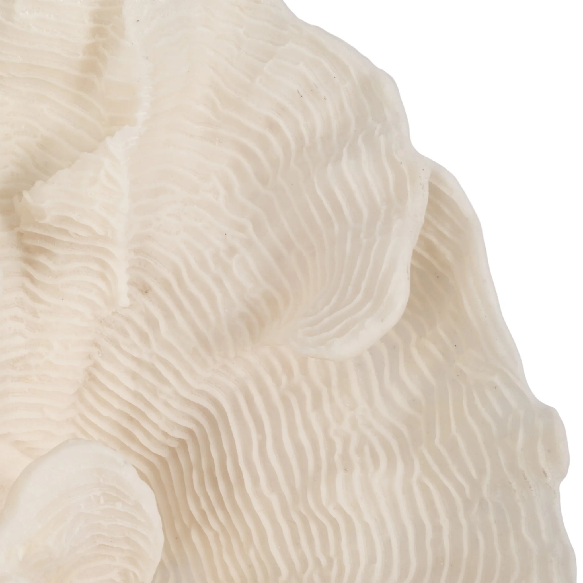 12" Coral Fan Decor, Ivory - Image 5