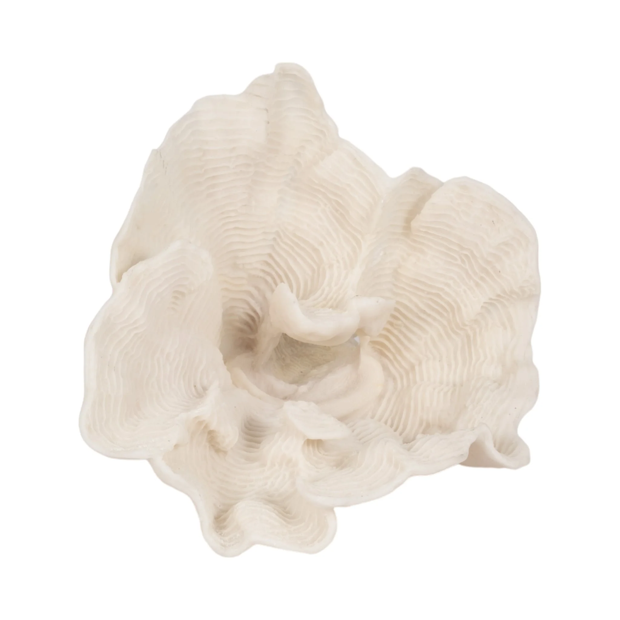 12" Coral Fan Decor, Ivory - Image 6