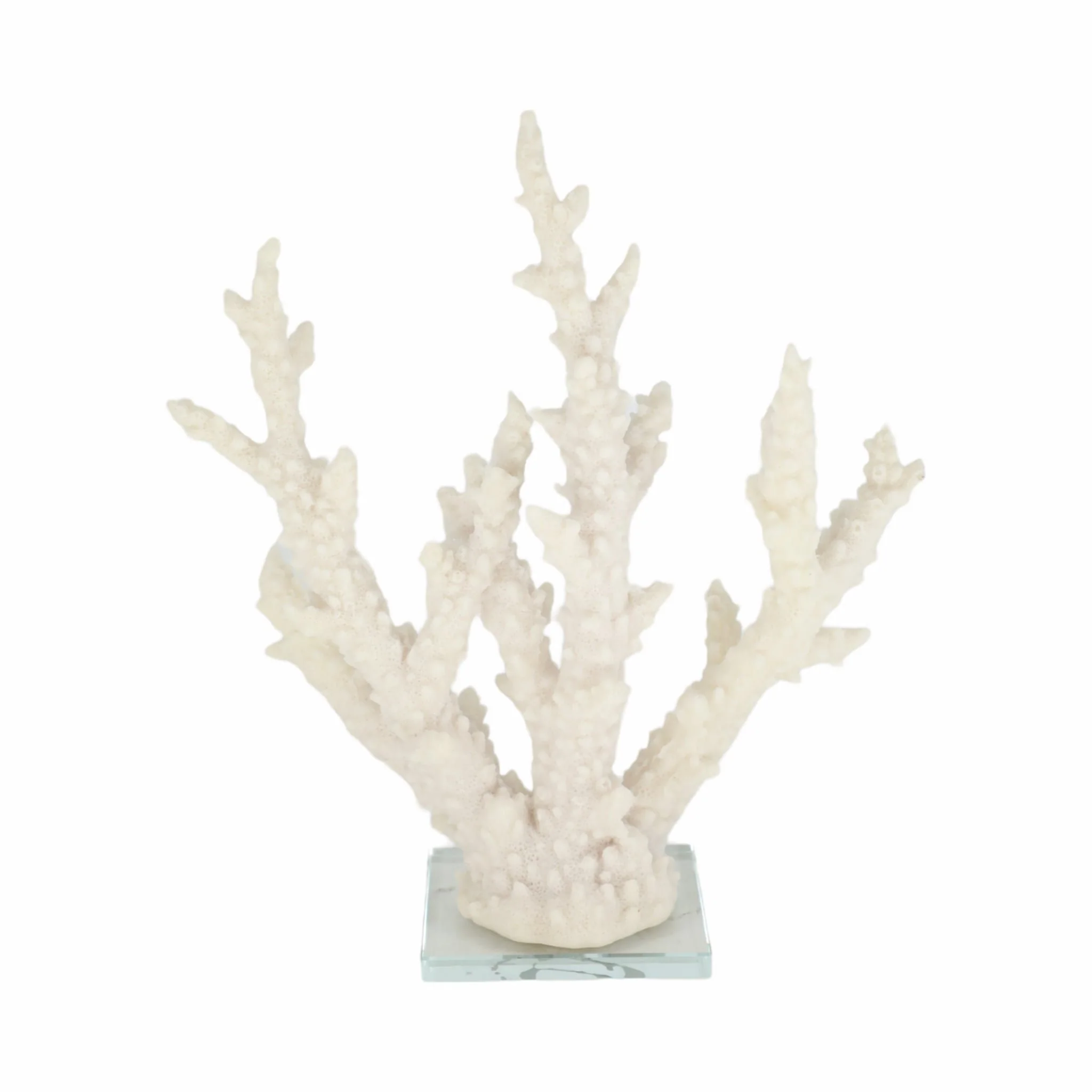14" Branching Coral On Glass Base, White - Image 4