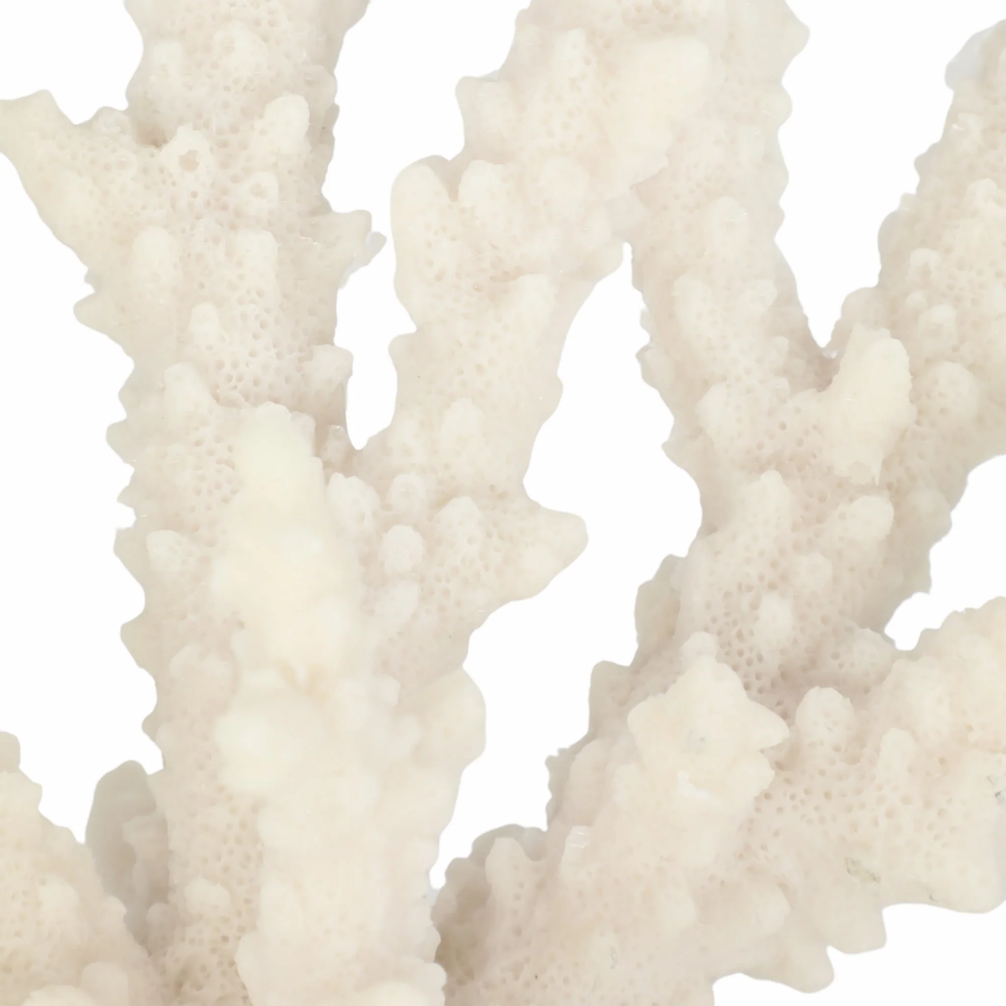 14" Branching Coral On Glass Base, White - Image 5