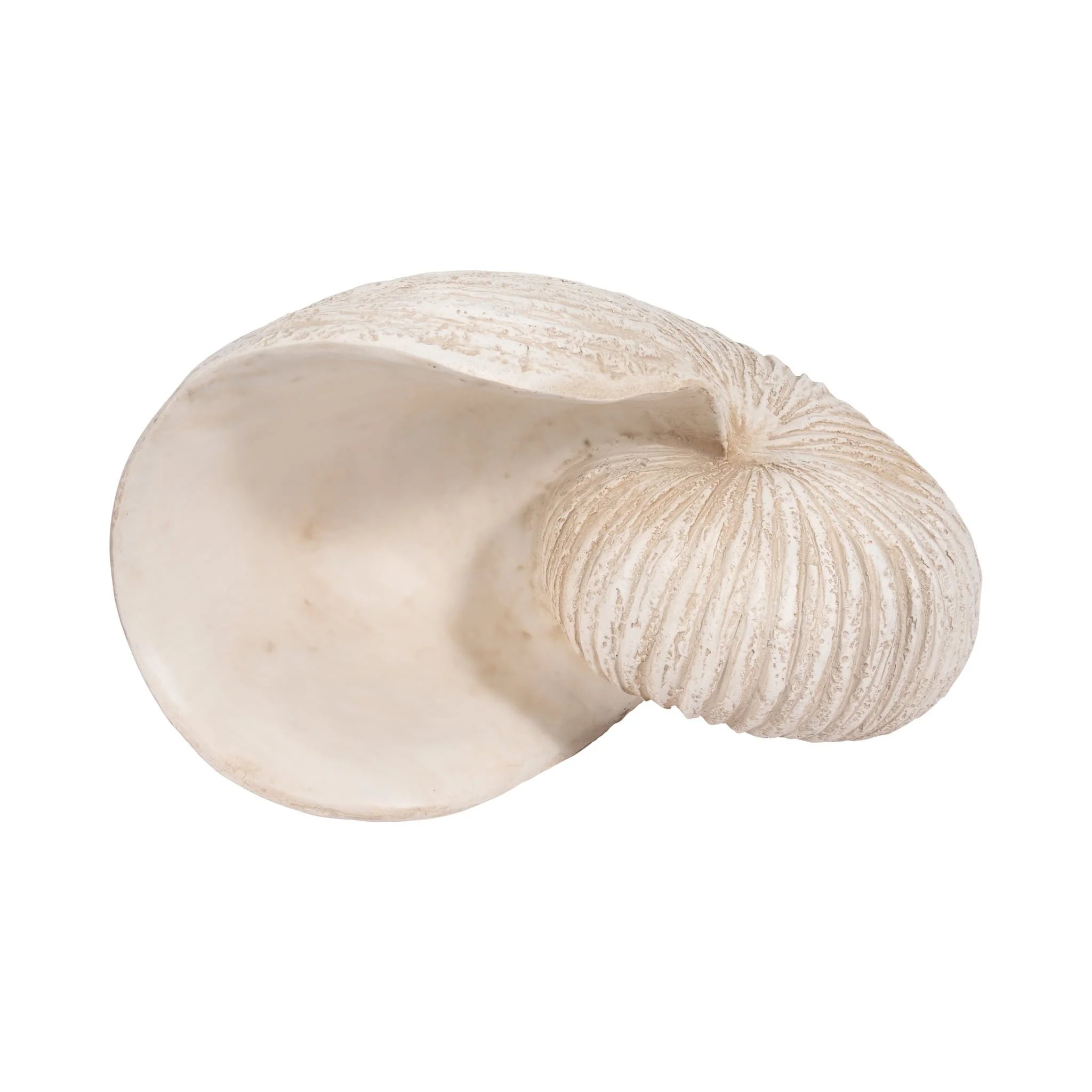 18" Shell Sculpture, Ivory - Image 7