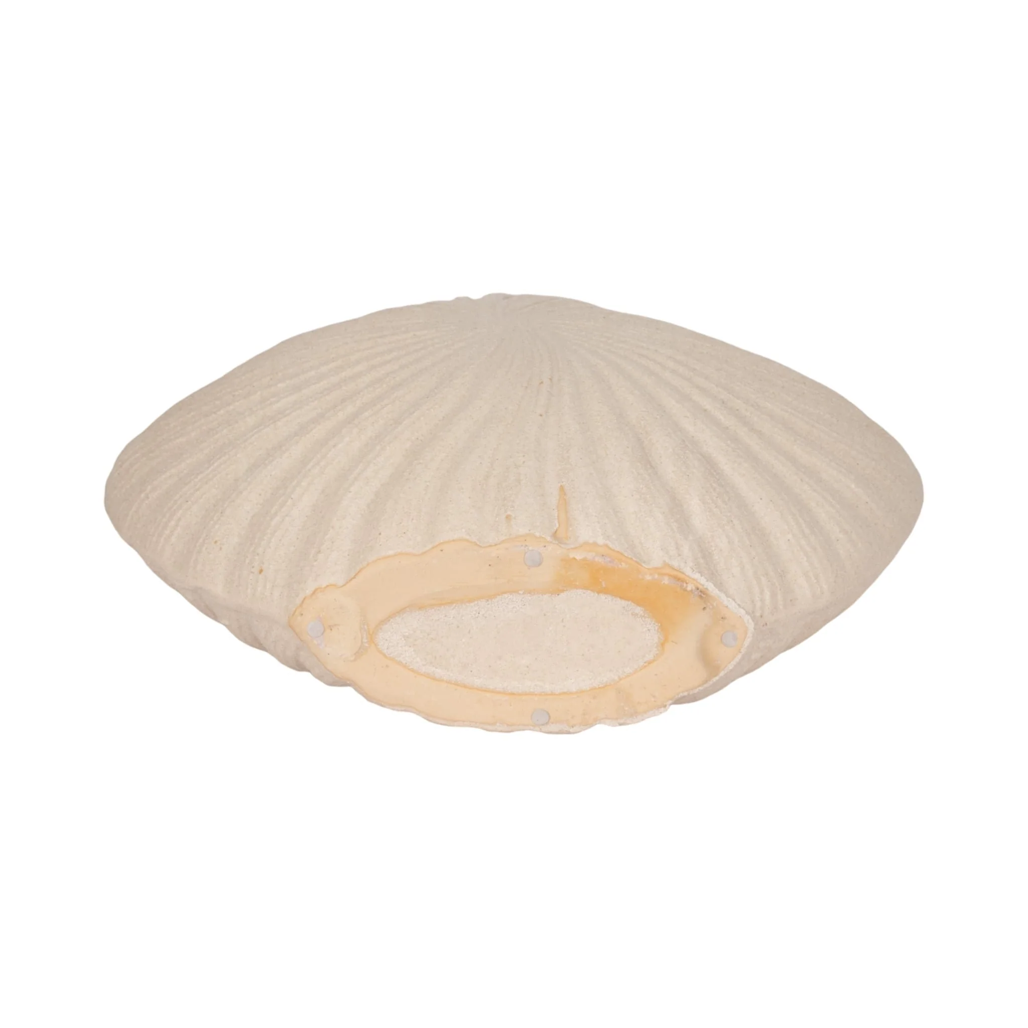 23" White Sand Shell Vase, White - Image 7
