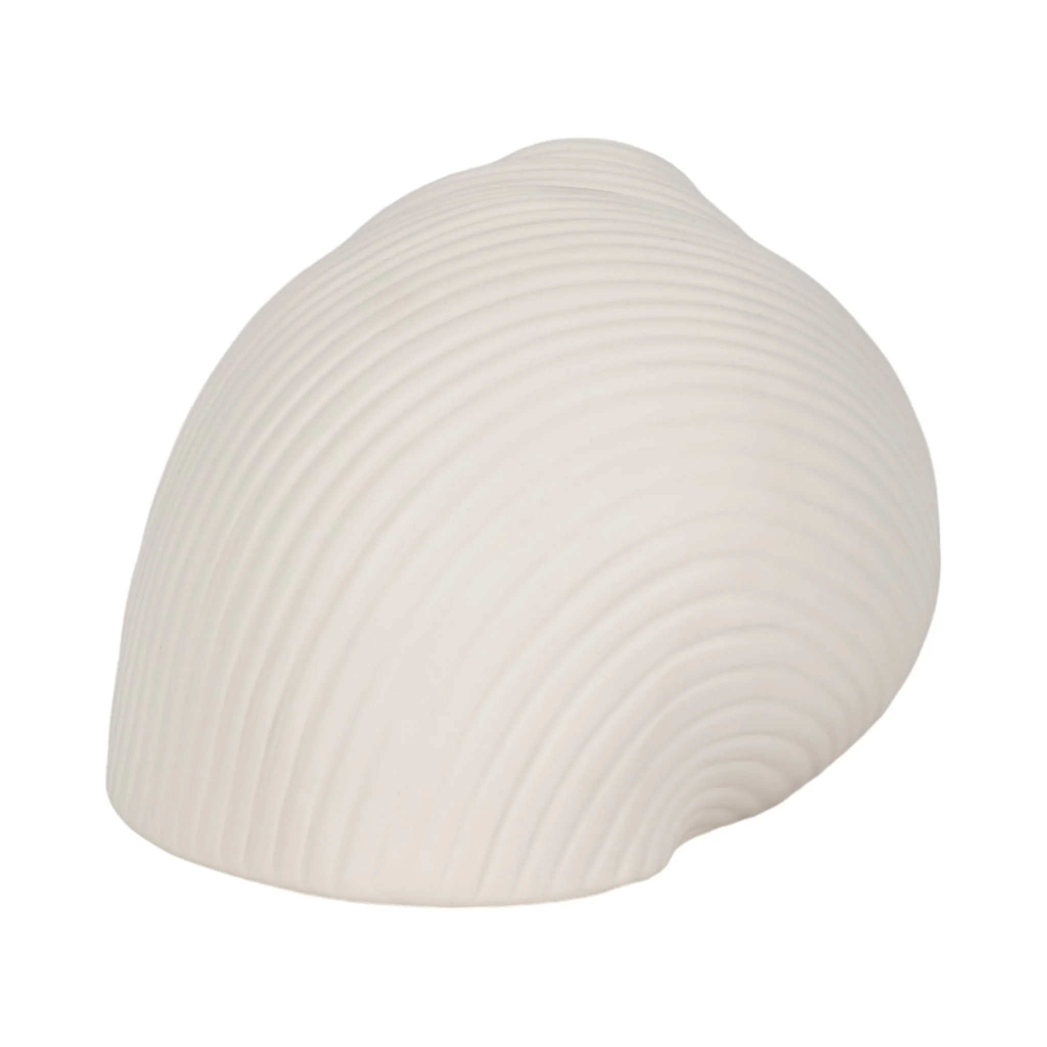 6" Bonnet Seashell, White - Image 4