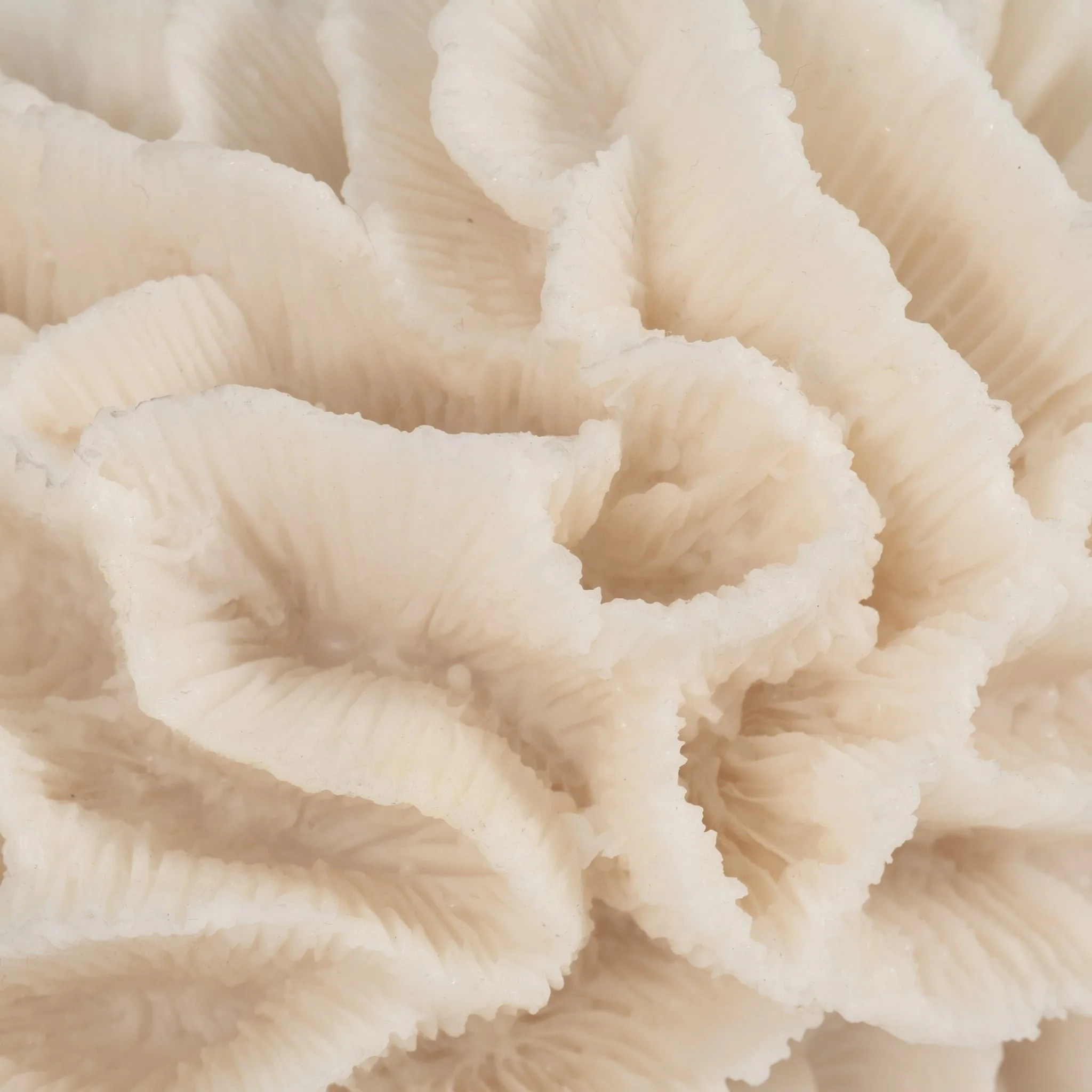 6" Petal Coral, Ivory - Image 4