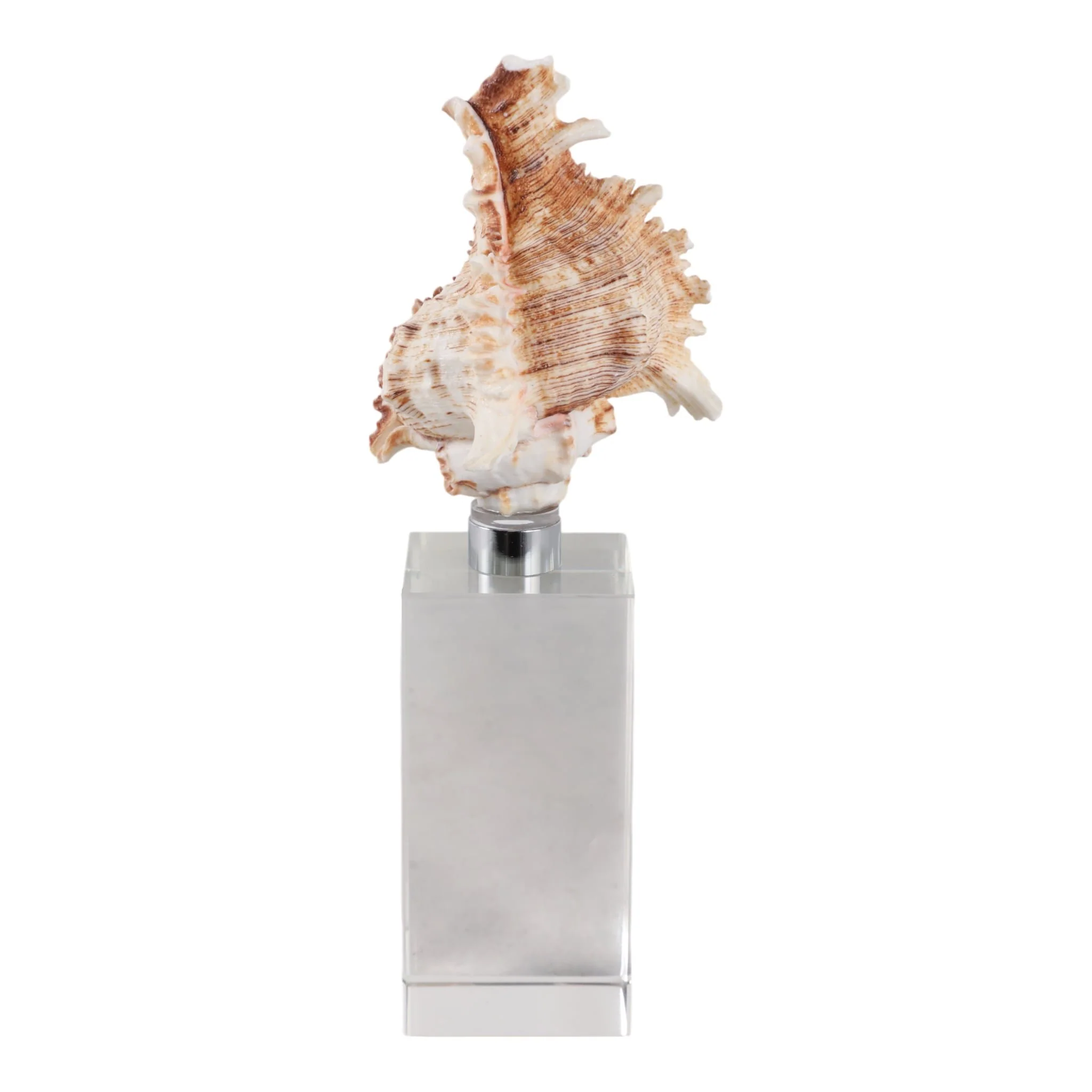 8x2" Shell On Crystal Base, Ivory/ Clear - Image 4