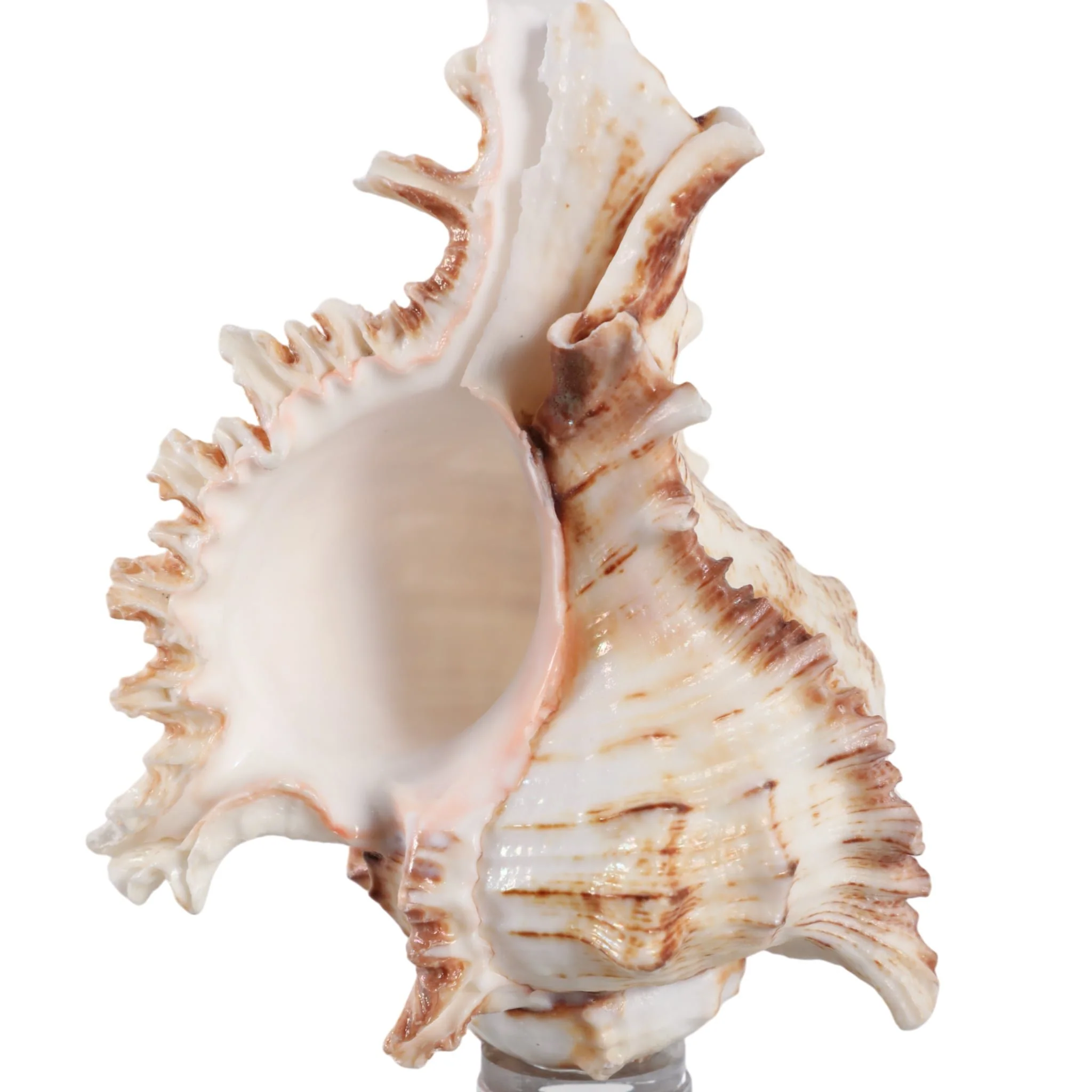 8x2" Shell On Crystal Base, Ivory/ Clear - Image 5