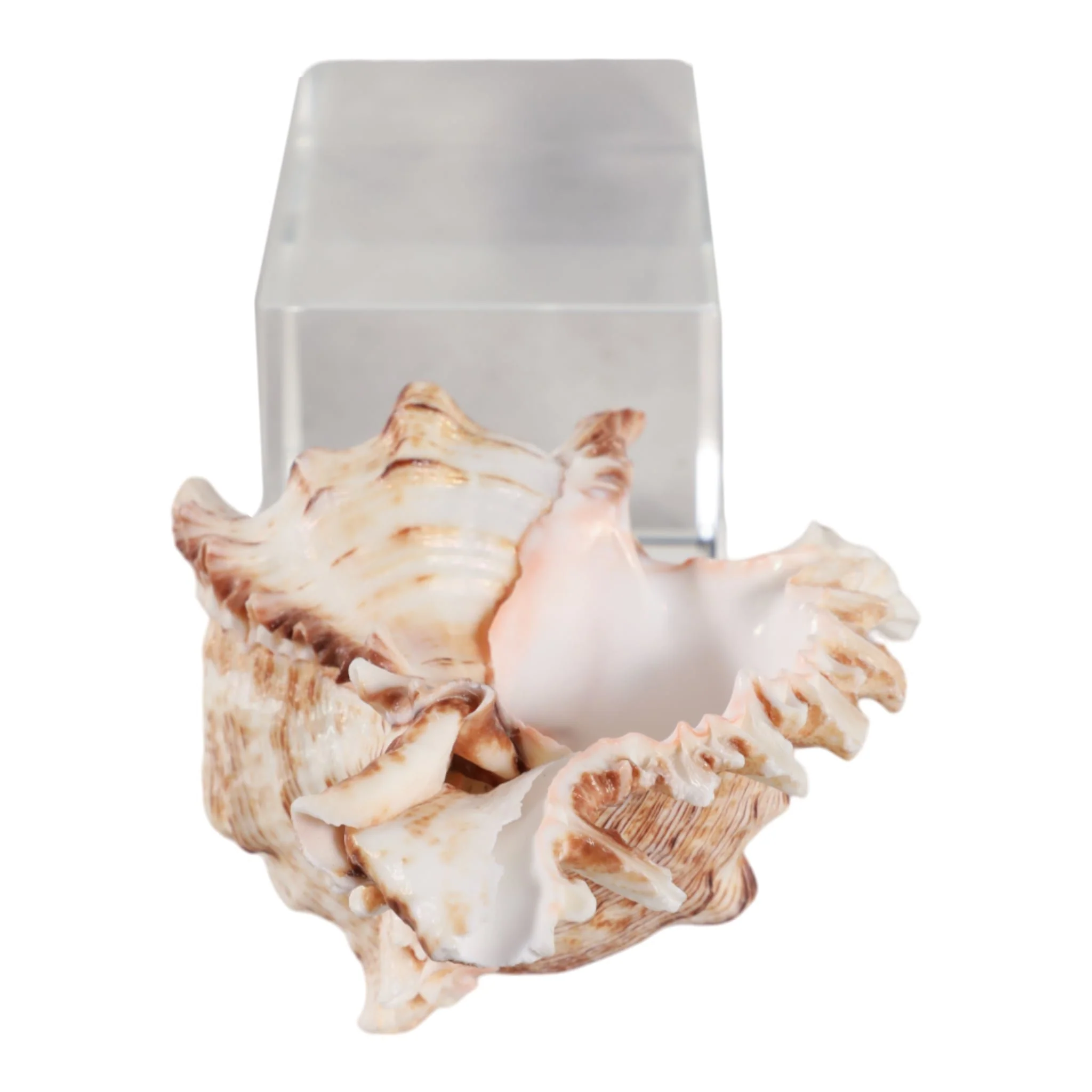 8x2" Shell On Crystal Base, Ivory/ Clear - Image 6