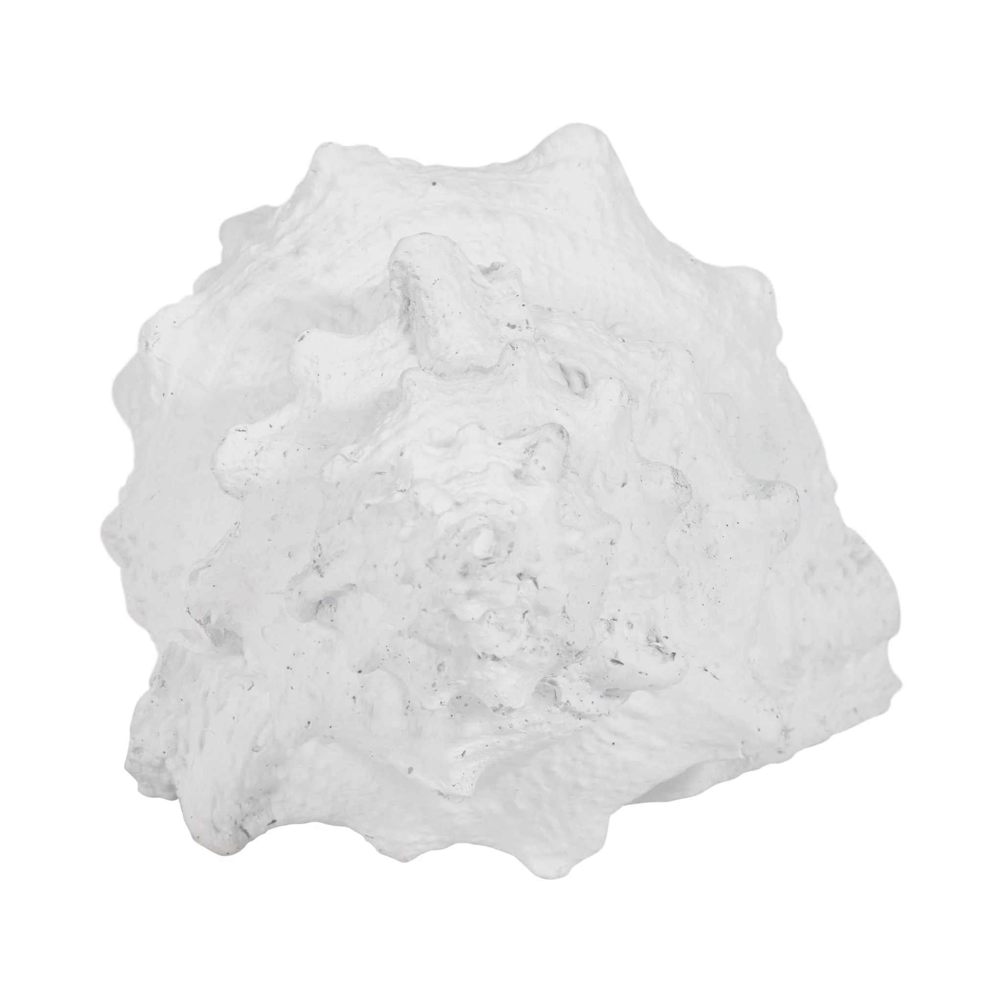 9" Conch Shell, White - Image 5